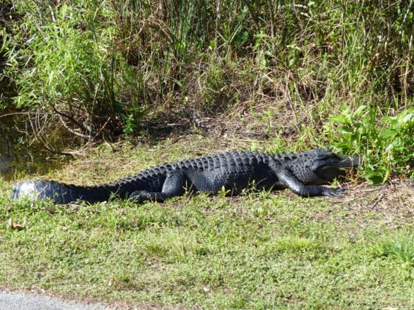 Everglades Nationalpark (FL)