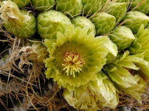 Kaktus im Anza-Borrego Desert State Park, Kalifornien
