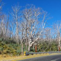 Great Alpine Road im Kosciuszko National Park, New South Wales