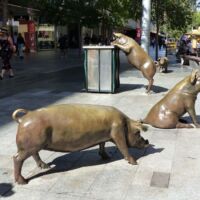 Entlaufene Schweine auf der Rundle Mall Adelaide, South Australia