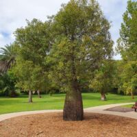 Bottle Tree in den Botanical Gardens Brisbane, Queensland