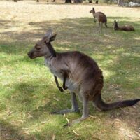 Kängurus (Kangaroos) im Cleland National Park and Wildlife Park Adelaide Hills, South Australia