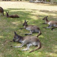 Kängurus (Kangaroos) im Cleland National Park and Wildlife Park Adelaide Hills, South Australia