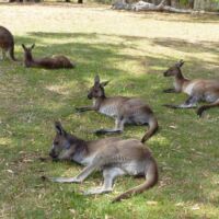 Kängurus (Kangaroos) im Cleland National Park and Wildlife Park Adelaide Hills, South Australia Kängurus (Kangaroos) im Cleland National Park and Wildlife Park Adelaide Hills, South Australia