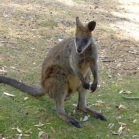 Känguru (Kangaroo) im Cleland National Park and Wildlife Park Adelaide Hills, South Australia