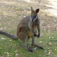 Känguru (Kangaroo) im Cleland National Park and Wildlife Park Adelaide Hills, South Australia Känguru (Kangaroo) im Cleland National Park and Wildlife Park Adelaide Hills, South Australia