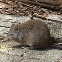Kaninchenkänguru (Potoroo) im Cleland National Park and Wildlife Park Adelaide Hills, South Australia Kaninchenkänguru (Potoroo) im Cleland National Park and Wildlife Park Adelaide Hills, South Australia