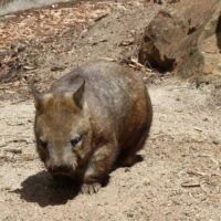 Wombat im Cleland National Park and Wildlife Park Adelaide Hills, South Australia
