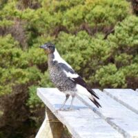 Flötenvogel (Australian Magpie) am Cape Otway Lighthouse, Victoria<br>
Der melodische Gesang des Magpies ist in Australien überall zu hören Flötenvogel (Australian Magpie) am Cape Otway Lighthouse, Victoria
