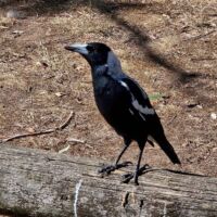 Flötenvogel (Australian Magpie) an Teddy's Lookout in Lorne, Victoria<br>
Mit seiner fröhlichen Musik wurde der Magpie schnell zu unserem Lieblingsvogel Flötenvogel (Australian Magpie) an Teddy's Lookout in Lorne, Victoria