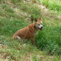 Dingo im Cleland National Park and Wildlife Park Adelaide Hills, South Australia Dingo im Cleland National Park and Wildlife Park Adelaide Hills, South Australia