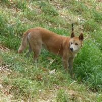Dingo im Cleland National Park and Wildlife Park Adelaide Hills, South Australia