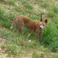 Dingo im Cleland National Park and Wildlife Park Adelaide Hills, South Australia Dingo im Cleland National Park and Wildlife Park Adelaide Hills, South Australia