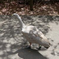 Hühnergans (Cape Barren Goose) im Cleland National Park and Wildlife Park Adelaide Hills, South Australia Hühnergans (Cape Barren Goose) im Cleland National Park and Wildlife Park Adelaide Hills, South Australia
