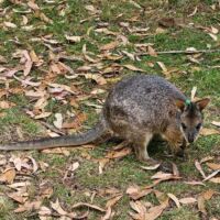 Wallaby im Cleland National Park and Wildlife Park Adelaide Hills, South Australia Wallaby im Cleland National Park and Wildlife Park Adelaide Hills, South Australia
