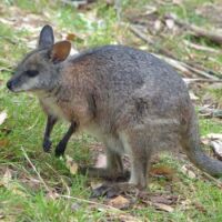 Wallaby im Cleland National Park and Wildlife Park Adelaide Hills, South Australia