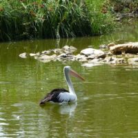 Pelikan (Pelican) im Cleland National Park and Wildlife Park Adelaide Hills, South Australia