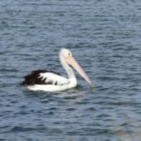 Pelikan (Pelican) in Murray Bridge, South Australia Pelikan (Pelican) in Murray Bridge, South Australia
