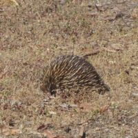 Schnabeligel (Echidna) an den Naracoorte Caves, South Australia Schnabeligel (Echidna) an den Naracoorte Caves, South Australia