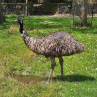 Emu im Cleland National Park and Wildlife Park Adelaide Hills, South Australia