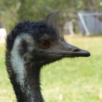 Emu im Cleland National Park and Wildlife Park Adelaide Hills, South Australia Emu im Cleland National Park and Wildlife Park Adelaide Hills, South Australia