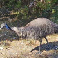 Emu an den MacKenzie Falls im Grampians National Park, Victoria