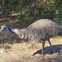 Emu an den MacKenzie Falls im Grampians National Park, Victoria<br>
Dieser Vogel hat uns die Erdnussbutter vom Mittagstisch geklaut Emu an den MacKenzie Falls im Grampians National Park, Victoria