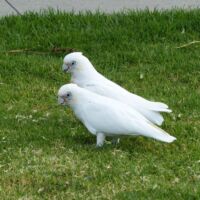 Nacktaugenkakadus (Little Corellas) in Apollo Bay, Victoria Nacktaugenkakadus (Little Corellas) in Apollo Bay, Victoria