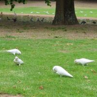 Brillenkakadus (Blue-eyed Cockatoos) in Canberra, ACT