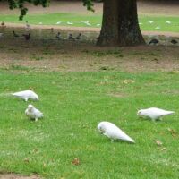 Nacktaugenkakadus (Little Corellas) in Canberra, ACT Nacktaugenkakadus (Little Corellas) in Canberra, ACT