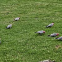 Rosakakadus (Galahs) in Canberra, ACT Rosakakadus (Galahs) in Canberra, ACT