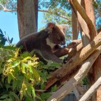Koala im Koala Hospital Port Macquarie, New South Wales Koala im Koala Hospital Port Macquarie, New South Wales