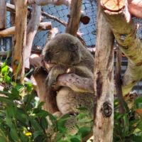 Koala im Koala Hospital Port Macquarie, New South Wales Koala im Koala Hospital Port Macquarie, New South Wales