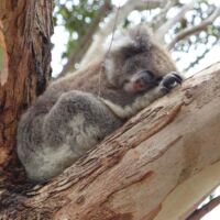 Koala im Tower Hill Wildlife Reserve, Victoria