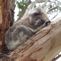 Koala im Tower Hill Wildlife Reserve, Victoria Koala im Tower Hill Wildlife Reserve, Victoria