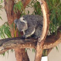 Koala im Cleland National Park and Wildlife Park Adelaide Hills, South Australia
