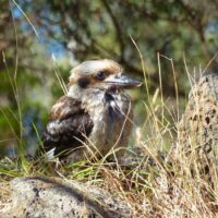 Kookaburra an Teddy's Lookout in Lorne, Victoria<br>
Den "lachenden Hans" bekommt man nur ganz selten zu Gesicht Kookaburra an Teddy's Lookout in Lorne, Victoria