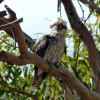 Kookaburra an Teddy's Lookout in Lorne, Victoria Kookaburra an Teddy's Lookout in Lorne, Victoria
