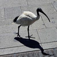 Ibis im Hafen von Sydney, New South Wales<br>
Die großen Vögel spazieren auch durch die Innenstädte und sogar durch die Restaurants Ibis im Hafen von Sydney, New South Wales