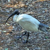 Ibis in den Royal Botanic Gardens von Sydney, New South Wales Ibis in den Royal Botanic Gardens von Sydney, New South Wales