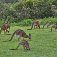 Kängurus (Kangaroos) am "Look at me now Headland" in Emerald Beach, New South Wales<br>
Die Zahl der in Australien lebenden Kängurus wird auf rund 50 Millionen geschätzt Kängurus (Kangaroos) am "Look at me now Headland" in Emerald Beach, New South Wales