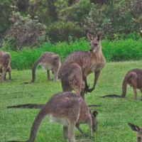 Kängurus (Kangaroos) am "Look at me now Headland" in Emerald Beach, New South Wales<br>
Damit gibt es in Australien rund doppelt so viele Kängurus wie Einwohner Kängurus (Kangaroos) am "Look at me now Headland" in Emerald Beach, New South Wales