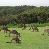 Kängurus (Kangaroos) am "Look at me now Headland" in Emerald Beach, New South Wales Kängurus (Kangaroos) am "Look at me now Headland" in Emerald Beach, New South Wales