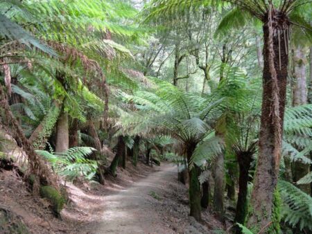 Trail zu den St Columba Falls in Pyengana, Tasmania<br>
Regenwald pur Trail zu den St Columba Falls in Pyengana, Tasmania