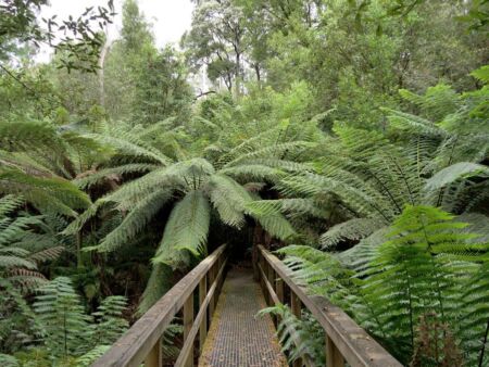 Notley Fern Gorge State Reserve, Tasmania<br>
Riesige Baumfarne, wohin man auch schaut Notley Fern Gorge State Reserve, Tasmania