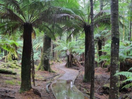 Trowutta Arch Trail im Tarkine Forest, Tasmania<br>
Regenwanderung im Regenwald Trowutta Arch Trail im Tarkine Forest, Tasmania