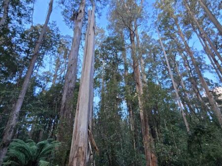 Tall Trees Walk im Mount Field National Park, Tasmania<br>
Hier wachsen einige der höchsten und beeindruckendsten Bäume Australiens Tall Trees Walk im Mount Field National Park, Tasmania