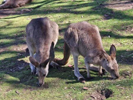 Kängurus im Bonorong Wildlife Sanctuary Brighton, Tasmania<br>
Australien ohne Kängurus - undenkbar Kängurus im Bonorong Wildlife Sanctuary Brighton, Tasmania