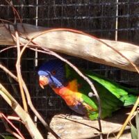 Australischer Ringsittich im Bonorong Wildlife Sanctuary Brighton, Tasmania AUS-TAS-2.15_liegewiese_mona_hobart_tasmania