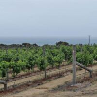 Lanigan’s Wine & Cheese am Rocky Cape National Park, Tasmania<br>
Eines von rund 200 Weingütern auf der Insel AUS-TAS-2.15_liegewiese_mona_hobart_tasmania